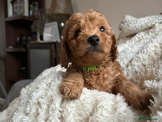 Cockapoo dogs Gorgeous F1b cockapoo puppies - Advert 14