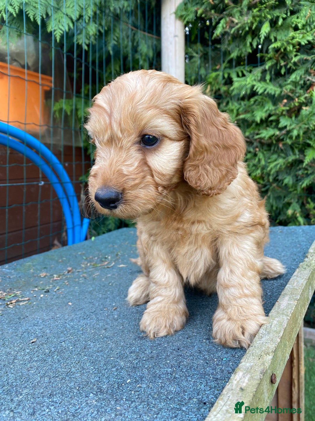 Cockapoo dogs for sale: F1 Health tested Cockapoo Pups - Image 5