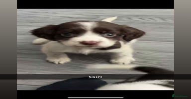 Cocker Spaniel dogs - Advert 10