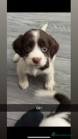 Cocker Spaniel dogs - Advert 13