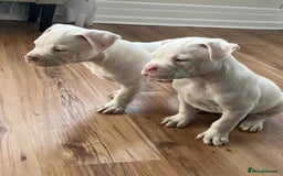 American Bulldog dogs for sale: American bulldog (johnson type) - Image 2