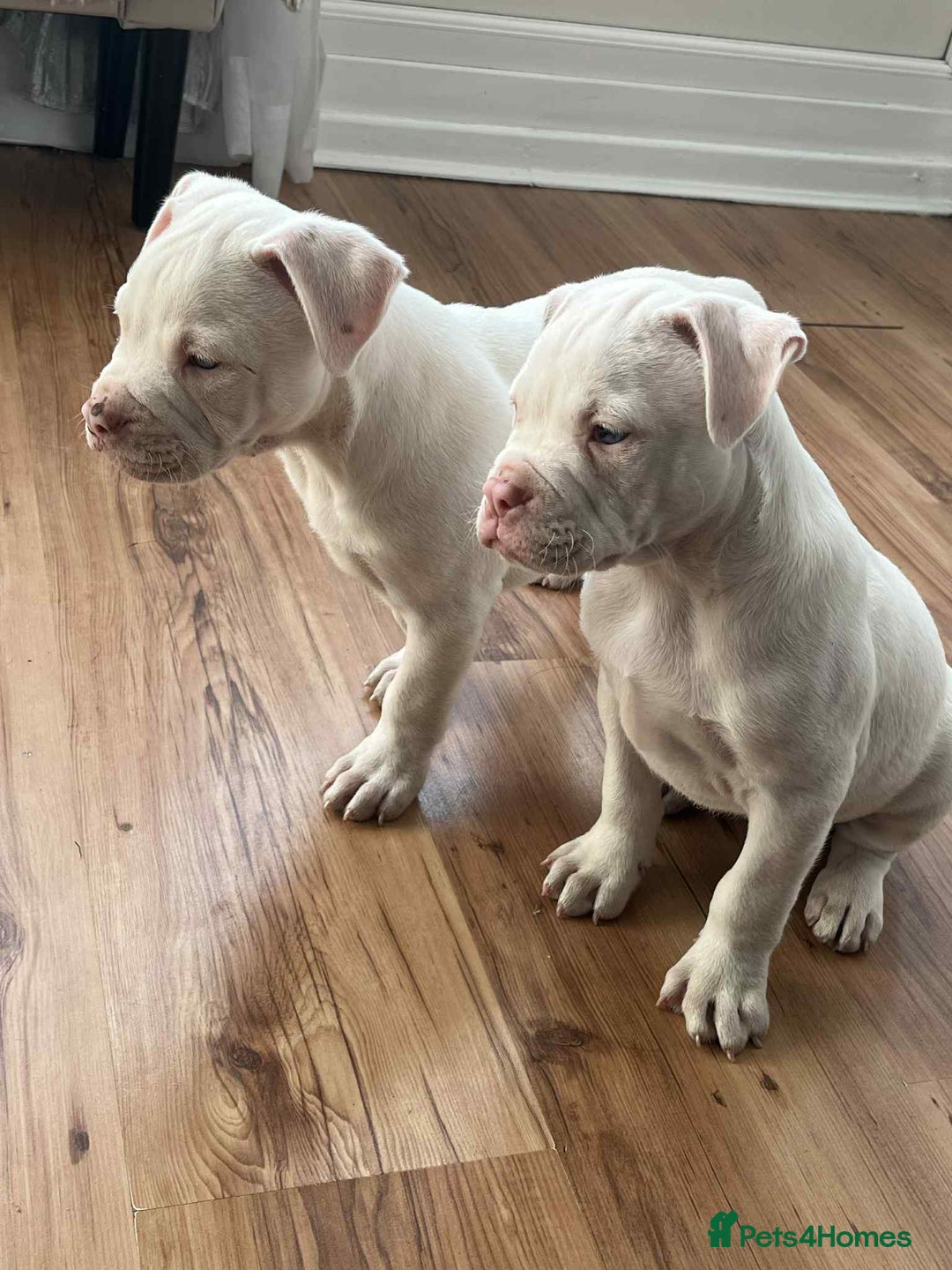 American Bulldog dogs for sale: American bulldog (johnson type) - Image 2