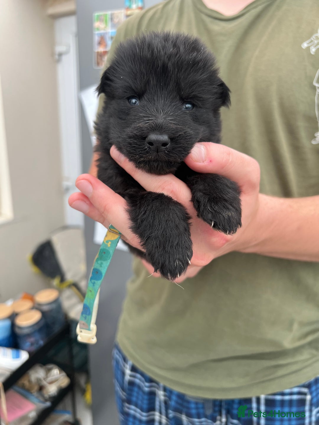 German Shepherd dogs for sale: KC FEMALE GSD PUPPIES - Image 12