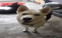 Mixed Breed dogs for sale: Apollo - 1 year old shepsky - Image 2