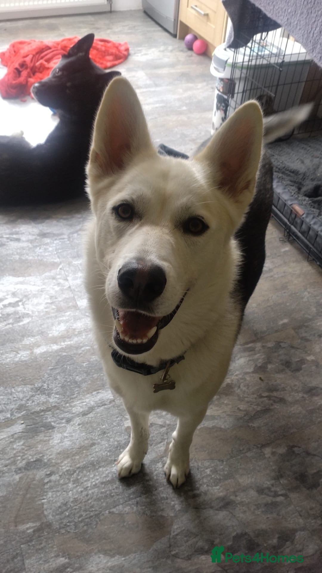 Mixed Breed dogs for sale: Apollo - 1 year old shepsky - Image 2