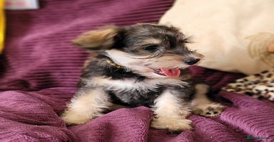 Mixed Breed dogs - Advert 1