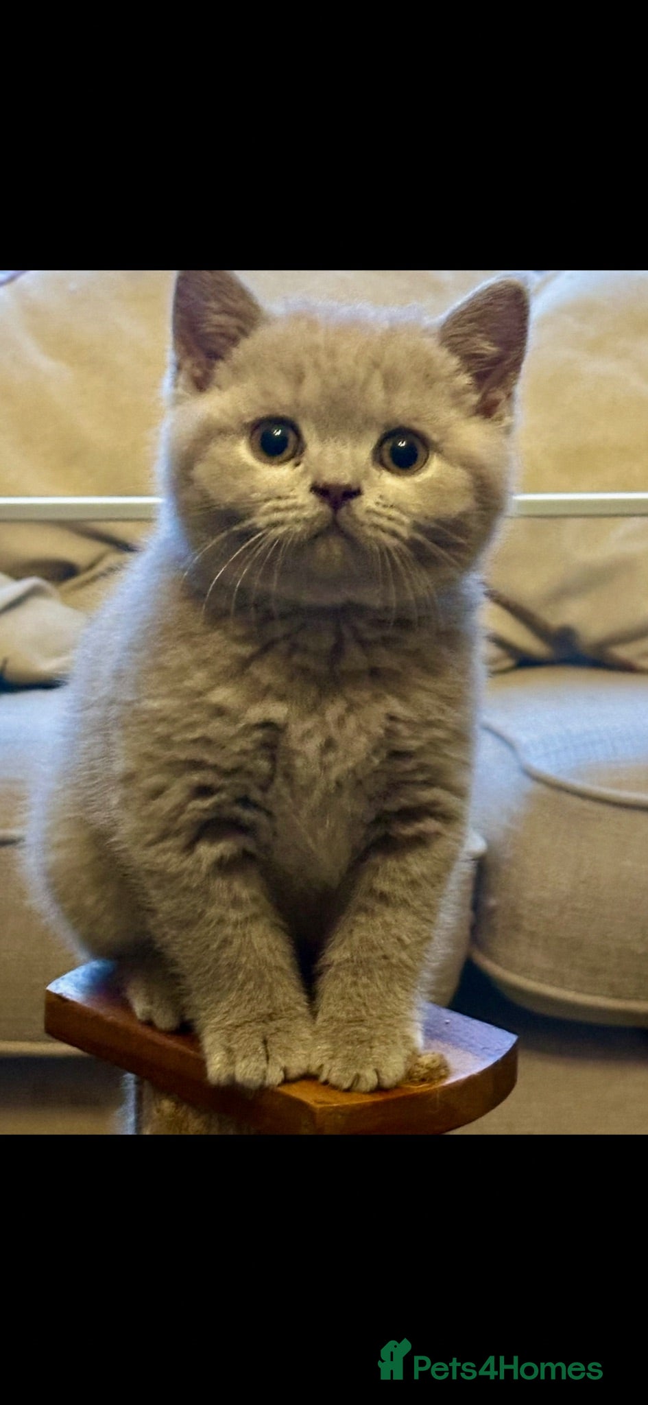 British Shorthair cats 5 Stunning BSH Blue and Lilac Kittens - Advert 1