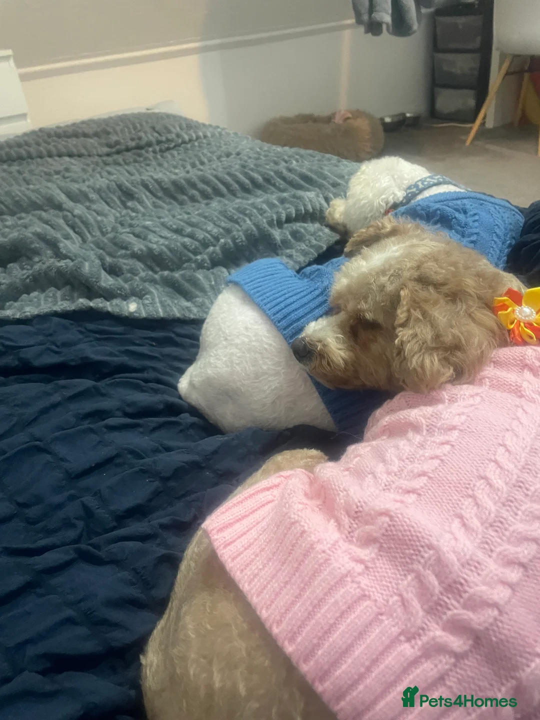 Pomapoo dogs for sale: Wolf sable pomapoo puppies  - Advert 3