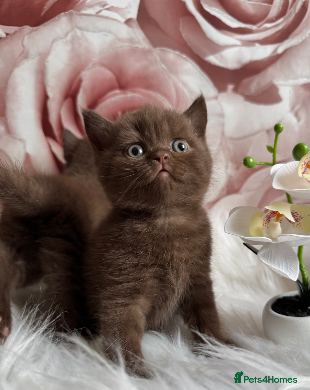 British Shorthair cats for sale: British shorthair kittens  - Image 7