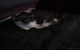 Mixed Breed cats for sale: 8 week old kittens for sale  - Image 7