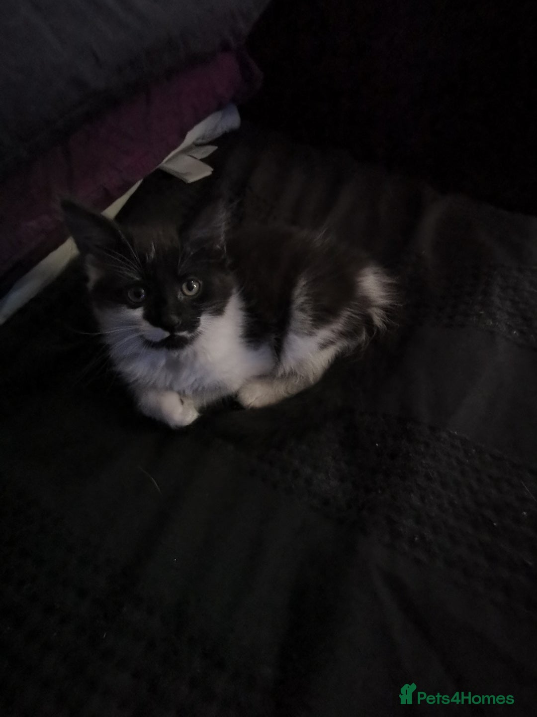 Mixed Breed cats for sale: 8 week old kittens for sale  - Image 7