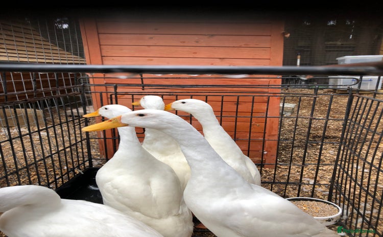 Ducks poultry - Advert 7