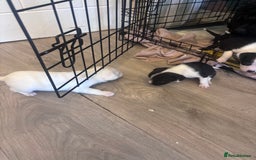 Mixed Breed dogs for sale: Cocker Jack - Image 2