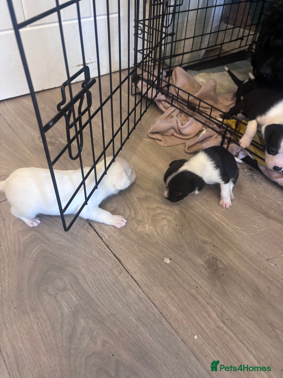 Mixed Breed dogs for sale: Cocker Jack - Image 2