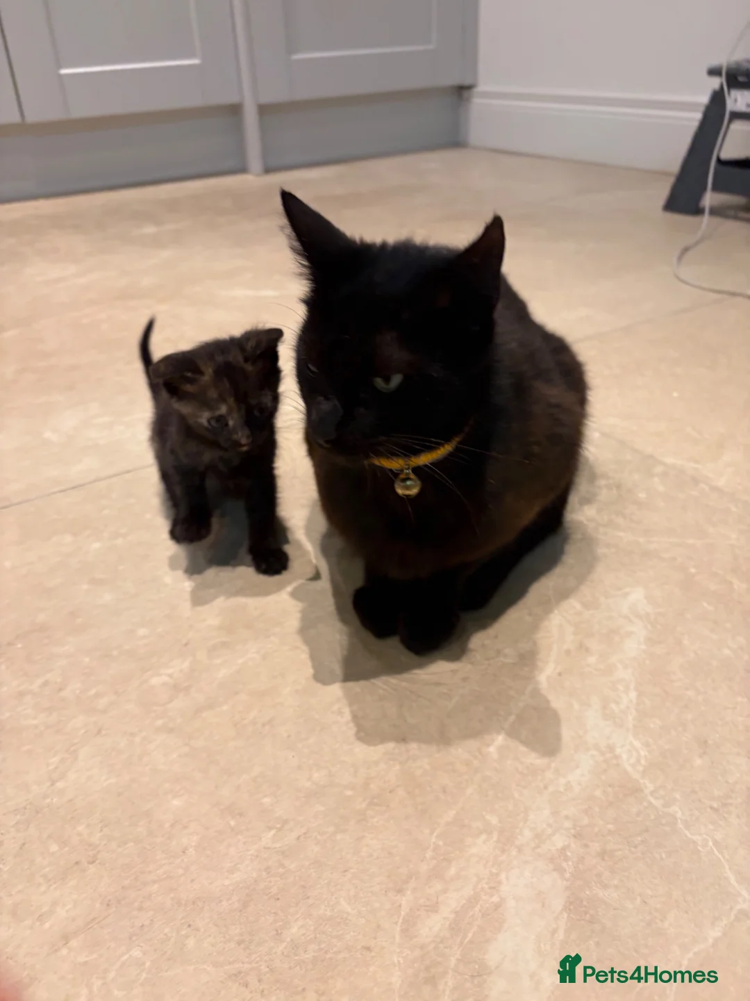Mixed Breed cats for sale: 6 week old tortoiseshell kitten- pinky  - Advert 1