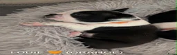 Boston Terrier dogs for sale: Beautiful Boston Terrier Puppies For Sale - Advert 17