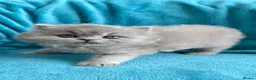 British Shorthair cats for sale: BRITISH SHORTHAIR - Full Pedigree/Registered - Advert 13