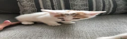 Mixed Breed cats for sale: 4 beautiful kittens  - Advert 16