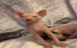 Sphynx cats for sale: Beautiful sphynx kittens - Image 5