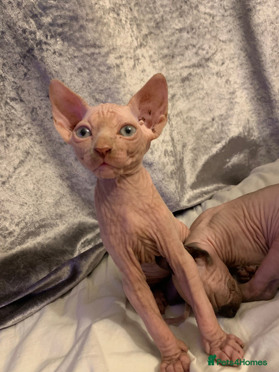 Sphynx cats for sale: Beautiful sphynx kittens - Image 5
