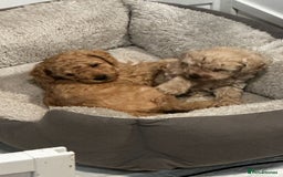 Mixed Breed dogs for sale: GORGEOUS TEDDY SMALL MINIATURE POODLE BOY  - Advert 8