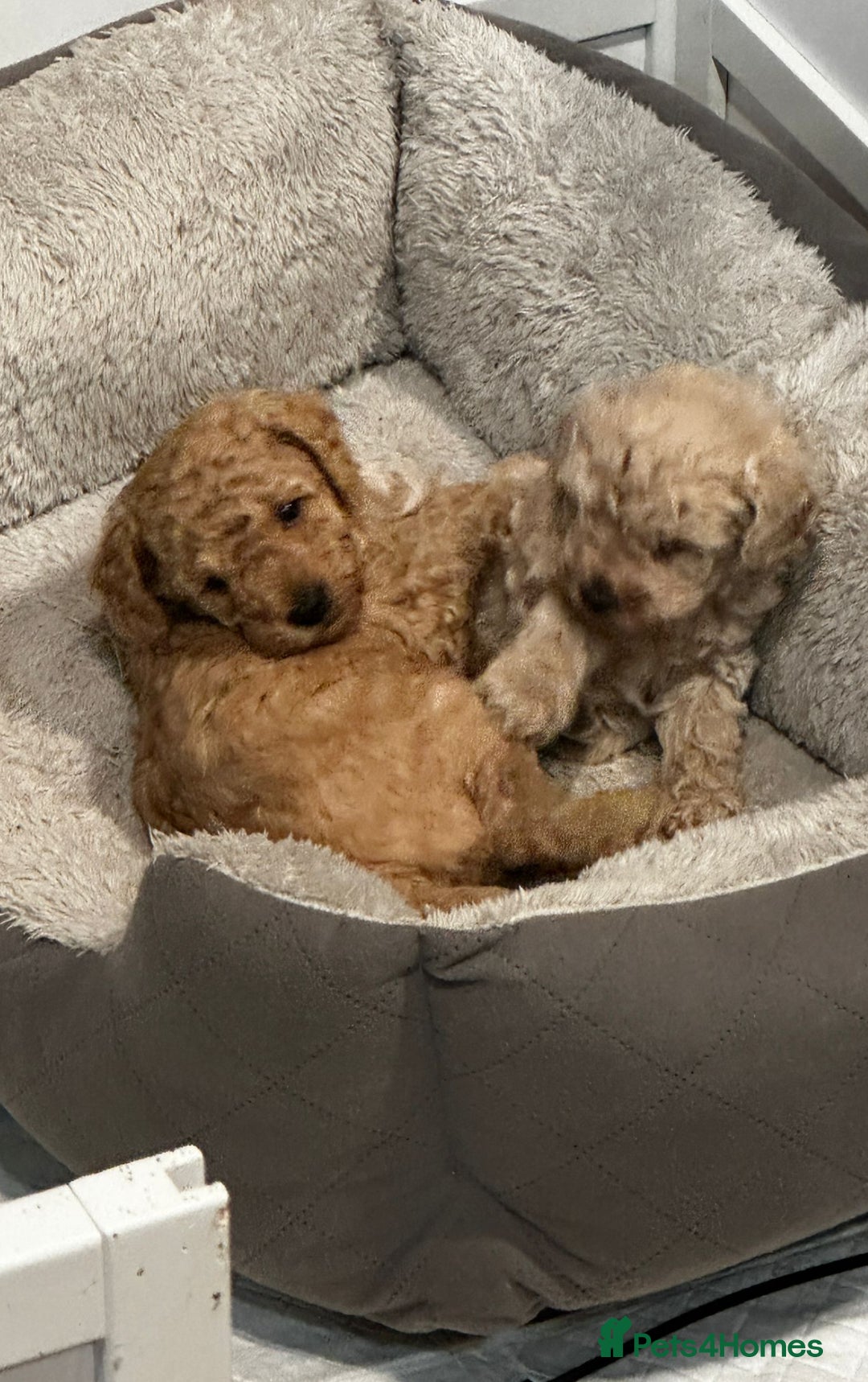 Mixed Breed dogs for sale: GORGEOUS TEDDY SMALL MINIATURE POODLE BOY  - Advert 8