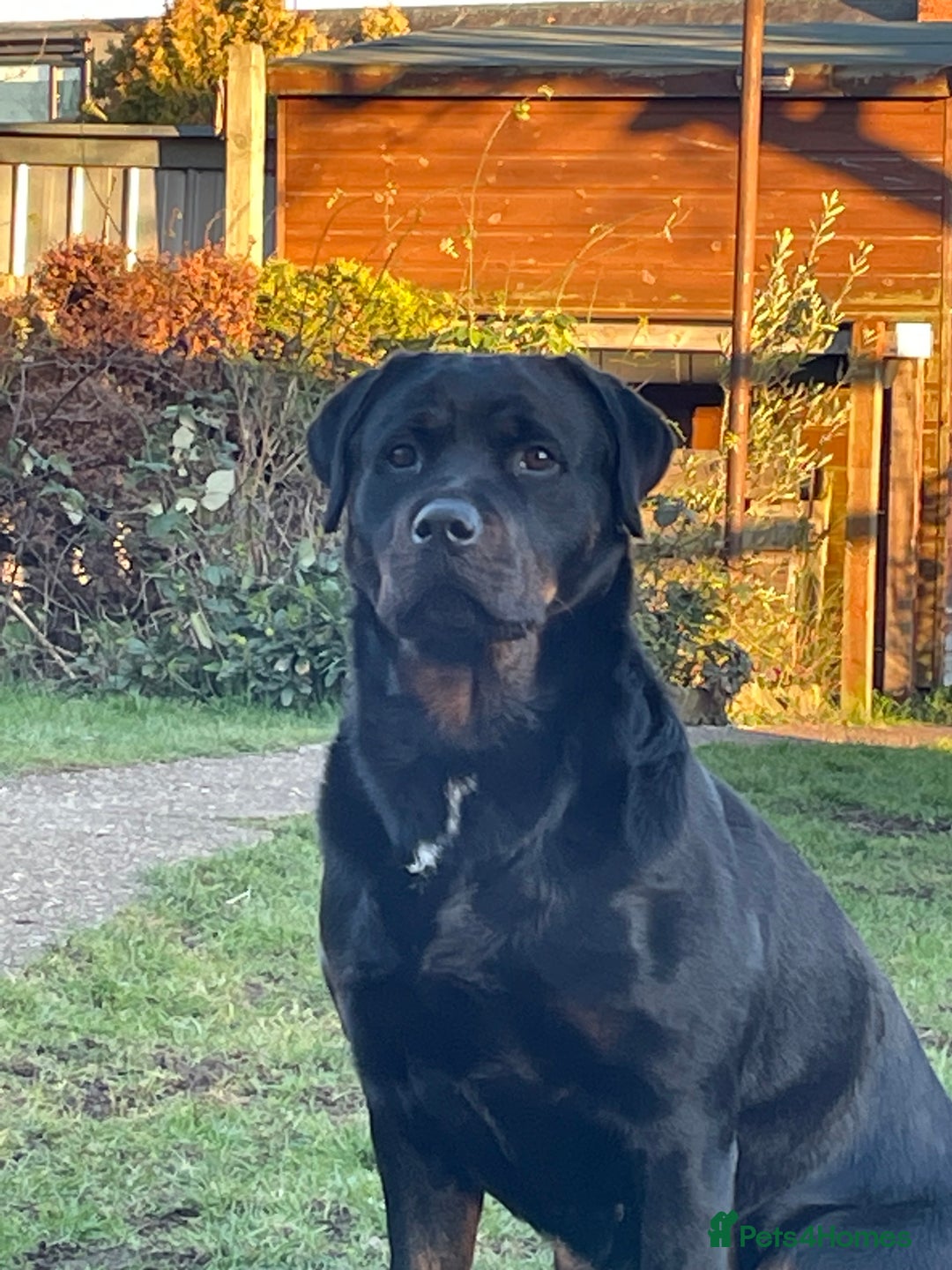 Mixed Breed dogs for sale: Famale Rottweiler cross for sale - Image 1