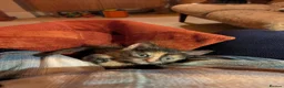 Mixed Breed cats for sale: Kittens for sale  in Stoke-on-Trent - Advert 13