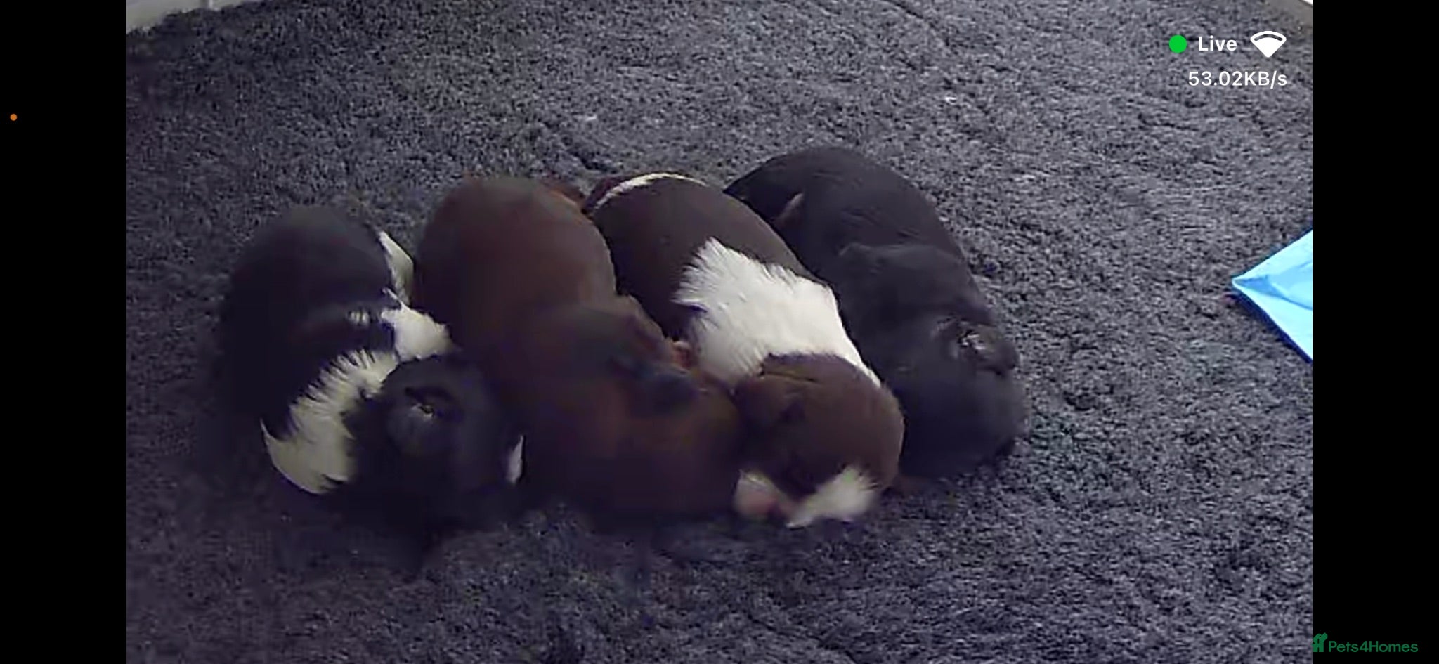 Shih Tzu dogs 3x imperial Shih Tzu  boys  - Advert 15