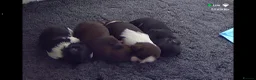 Shih Tzu dogs for sale: 3x imperial Shih Tzu  boys  - Advert 1