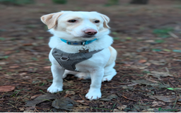 Mixed Breed dogs for sale: Lovely Pixel  - Image 17