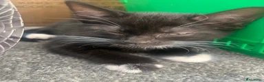 Tuxedo with black spot on right paw