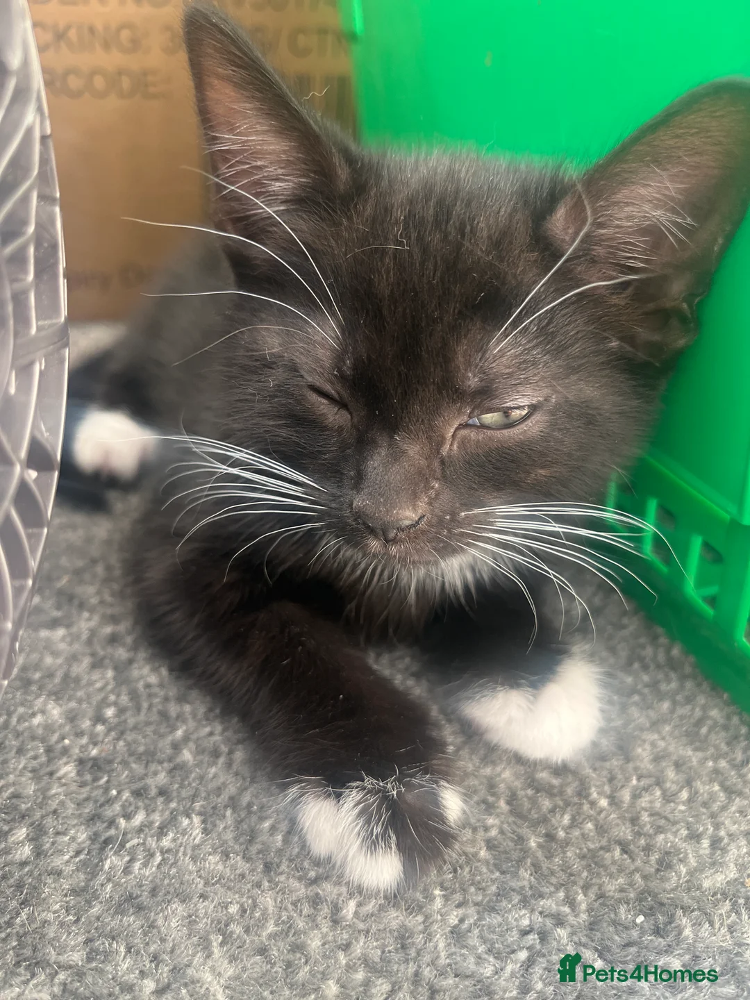 Mixed Breed cats for sale: Tuxedo and tabby kittens for new homes - Advert 2