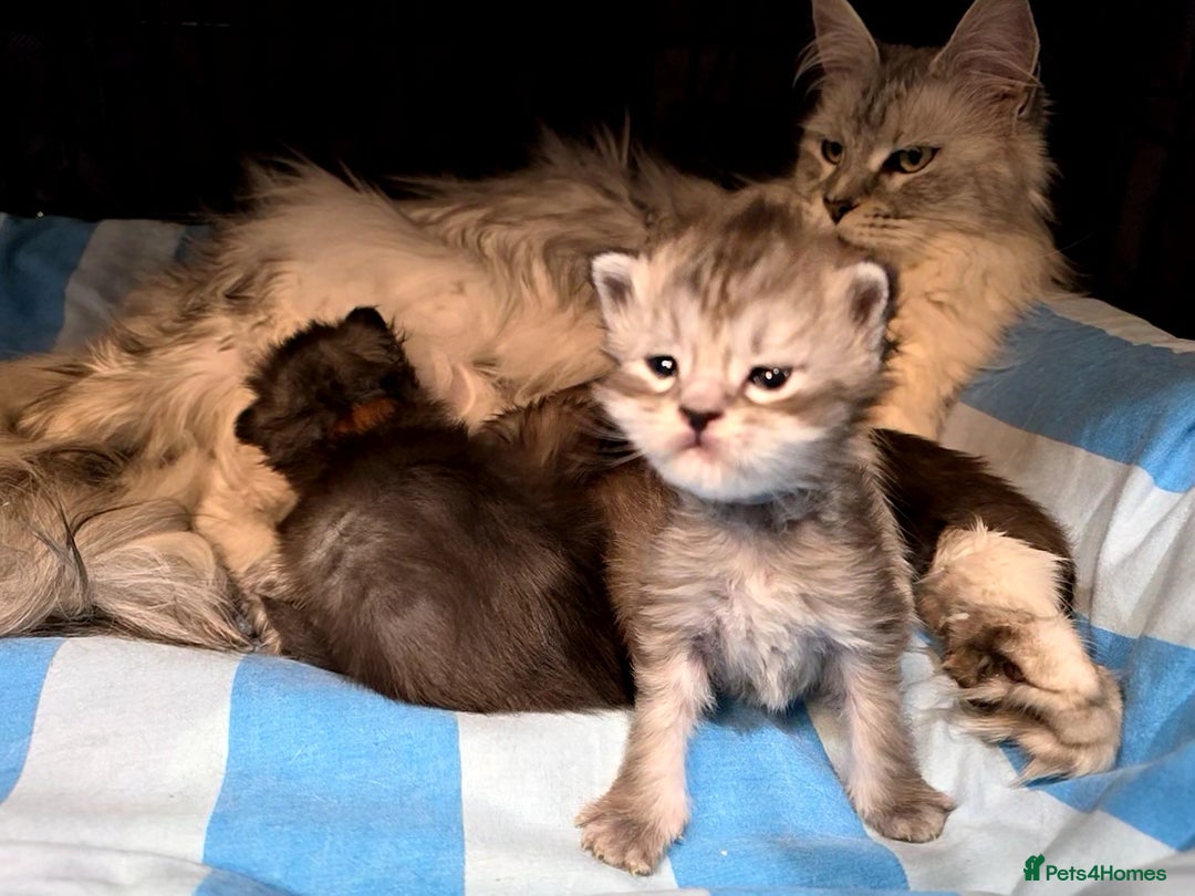Maine Coon cats for sale: Maine Coon Magic – 3 Stunning Boy Kittens - Image 7