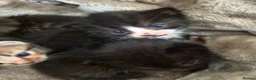 Mixed Breed cats for sale: "Fluffy Furballs"  - Advert 15