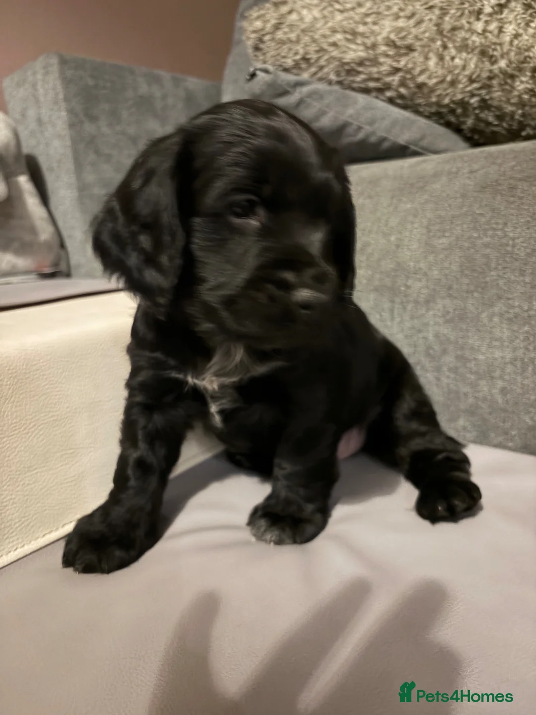 Cocker Spaniel dogs for sale: Cocker spaniel puppies  in Colchester - Advert 2