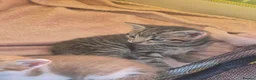 Mixed Breed cats for sale: 3 beautiful tabby kittens - Advert 2