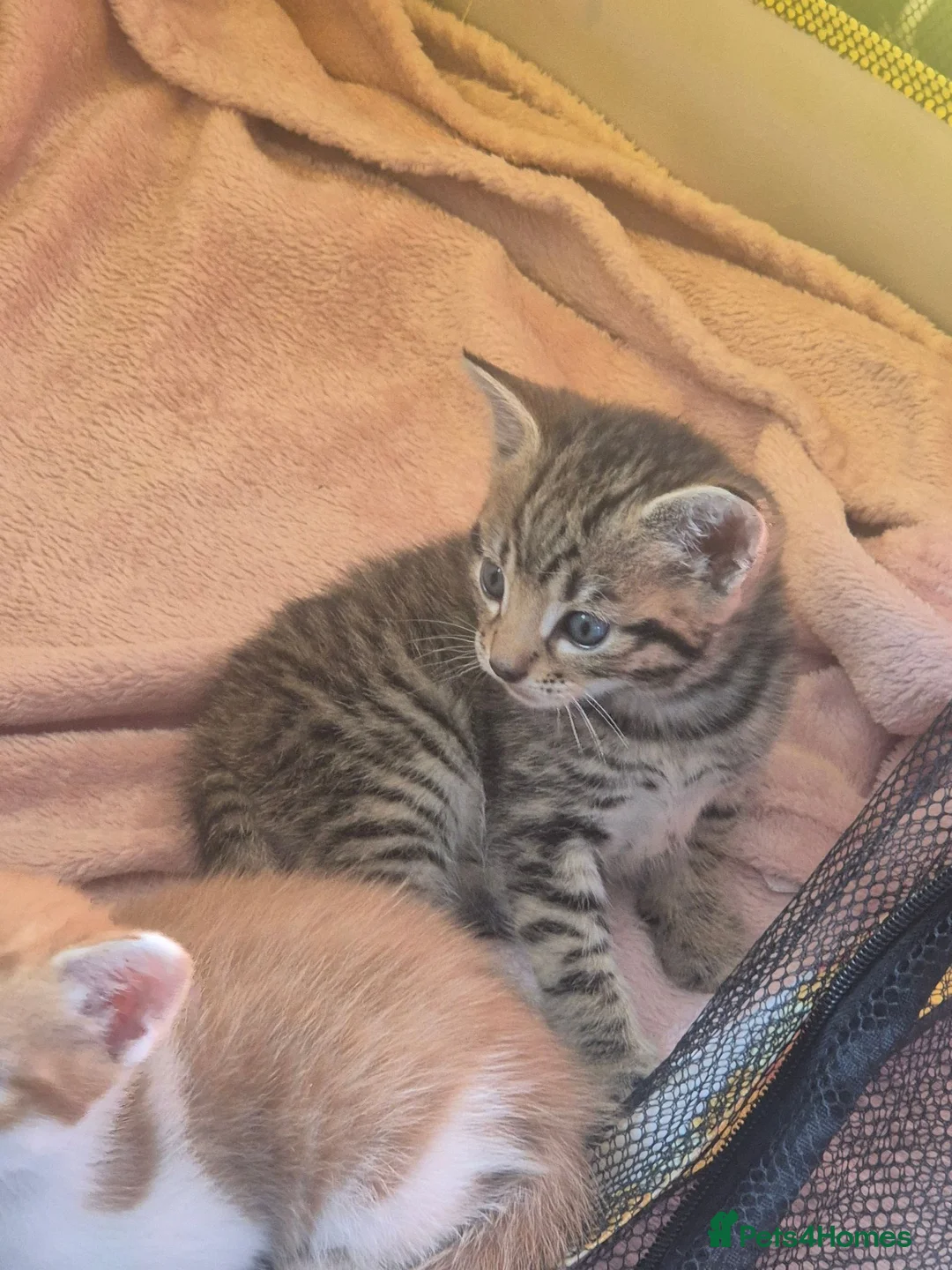 Mixed Breed cats for sale: 3 beautiful tabby kittens - Advert 2