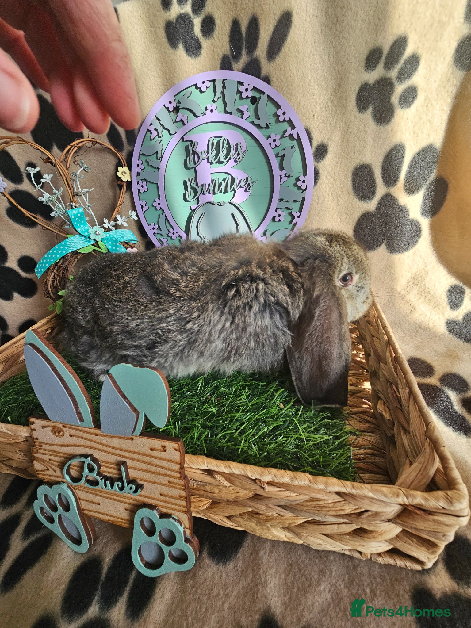 French Lop rabbits Vaccinated Giant French Lops - Advert 1