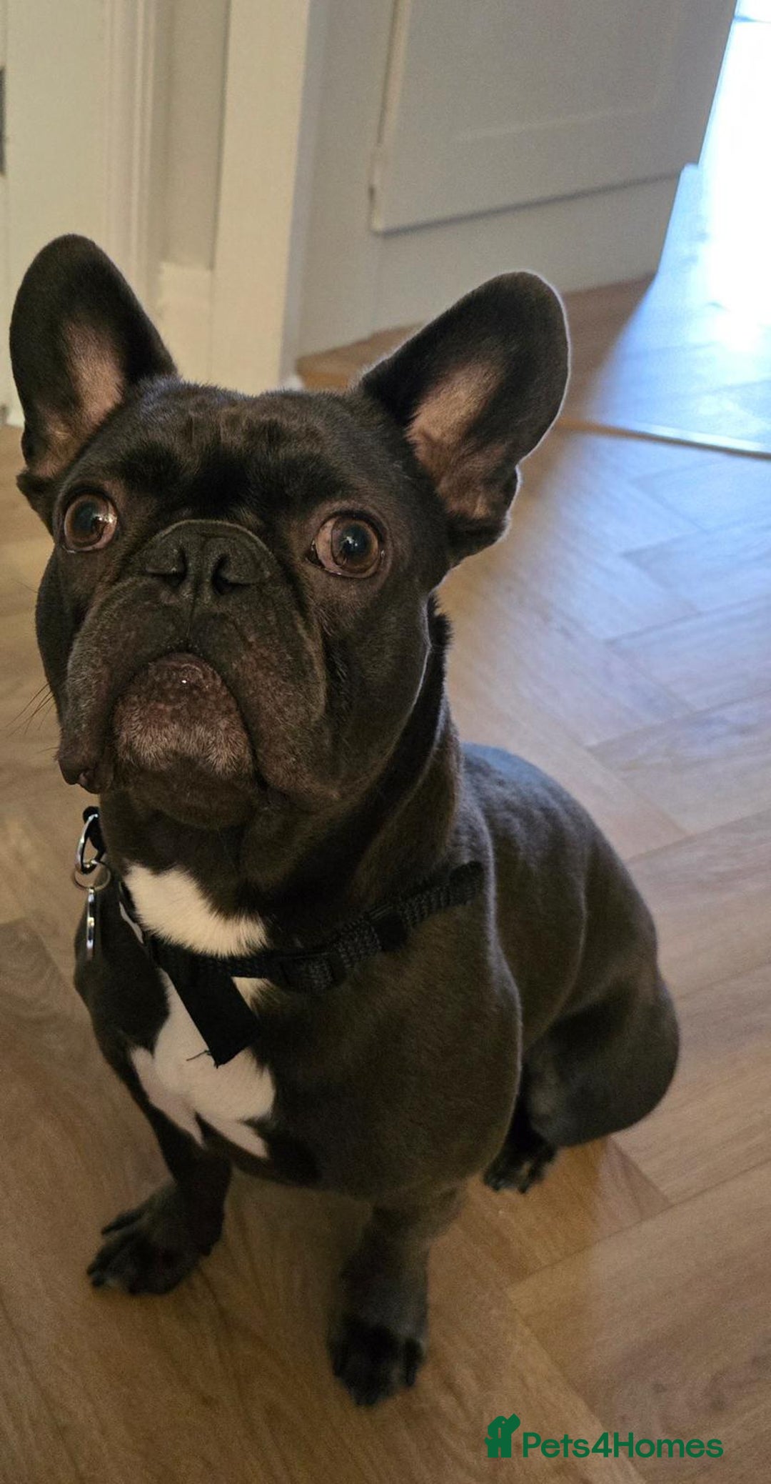 French Bulldog dogs for sale: French Bulldog Male 2.5 Years Old - Advert 1
