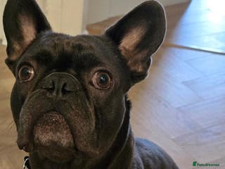 French Bulldog dogs French Bulldog Male 2.5 Years Old - Advert 1