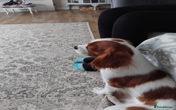 Cavalier King Charles Spaniel dogs for sale: 2beautiful king charles boys  - Image 15
