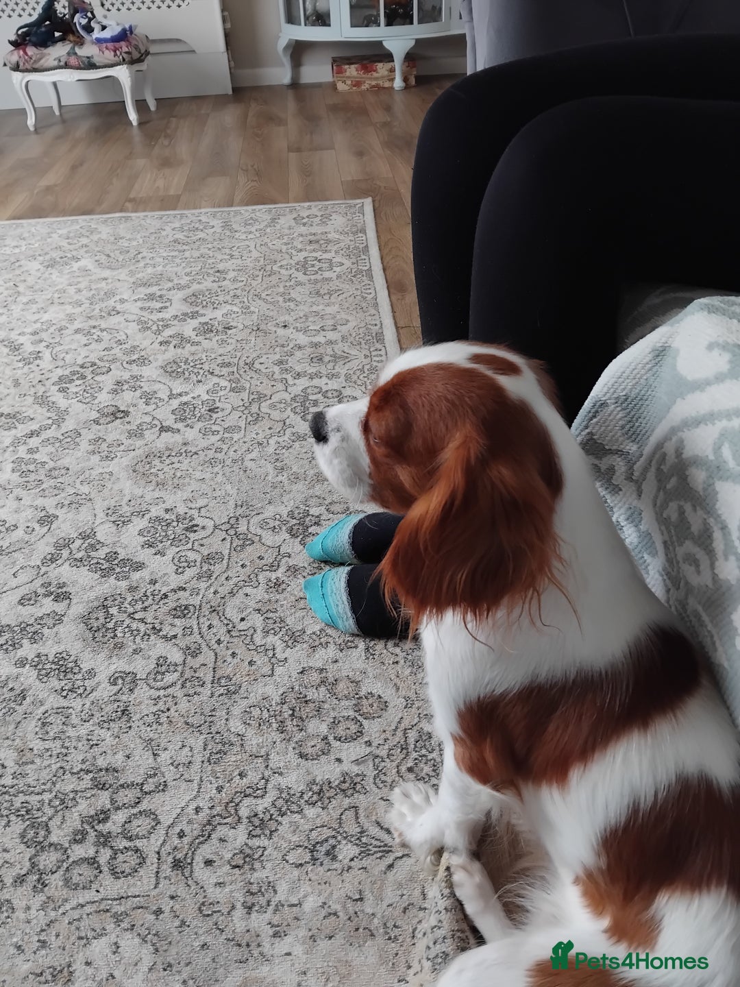 Cavalier King Charles Spaniel dogs for sale: 2beautiful king charles boys  - Image 15