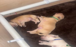 Golden Retriever dogs for sale: Pure bred Golden Retriever puppies - Image 28