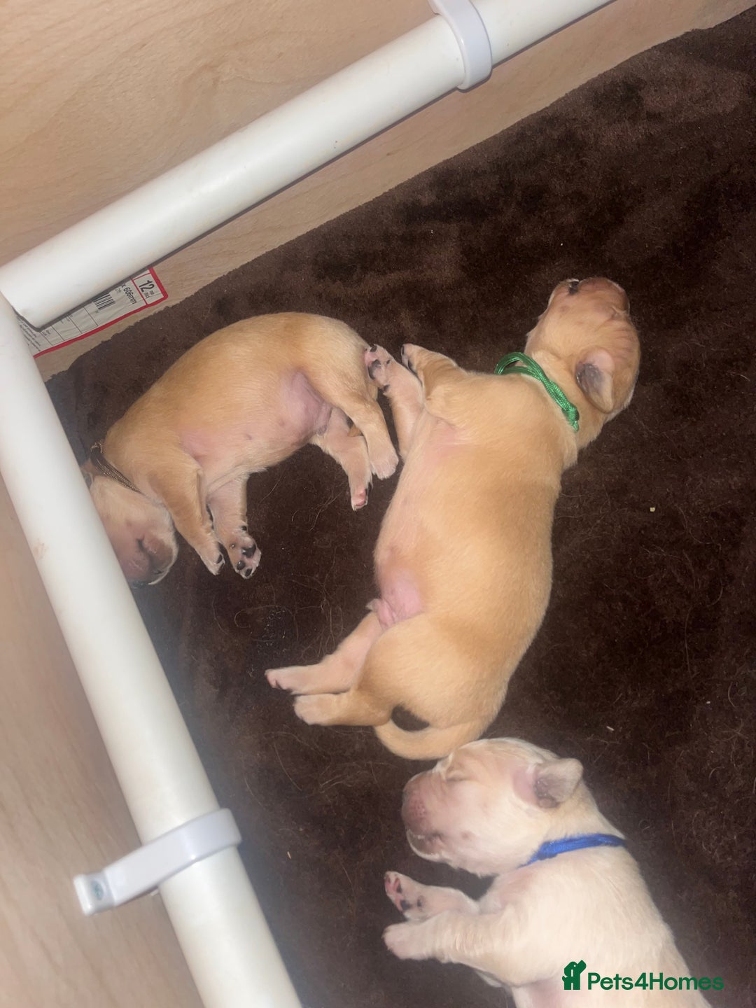 Golden Retriever dogs for sale: Pure bred Golden Retriever puppies - Image 28