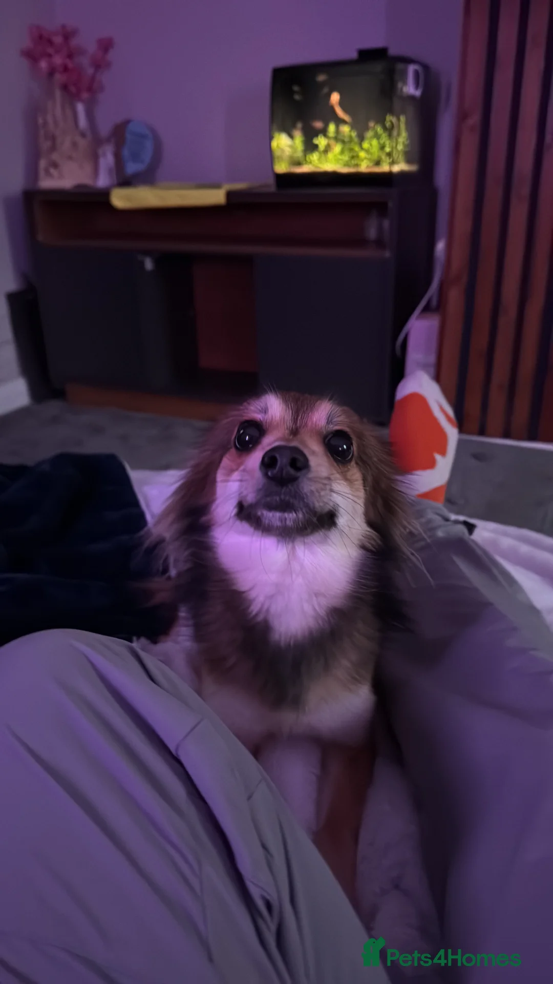 Mixed Breed dogs for sale: Pomapoo for sale in Wrexham - Advert 1