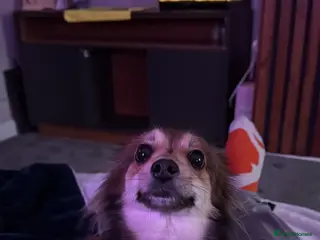 Mixed Breed dogs Pomapoo for sale - Advert 2