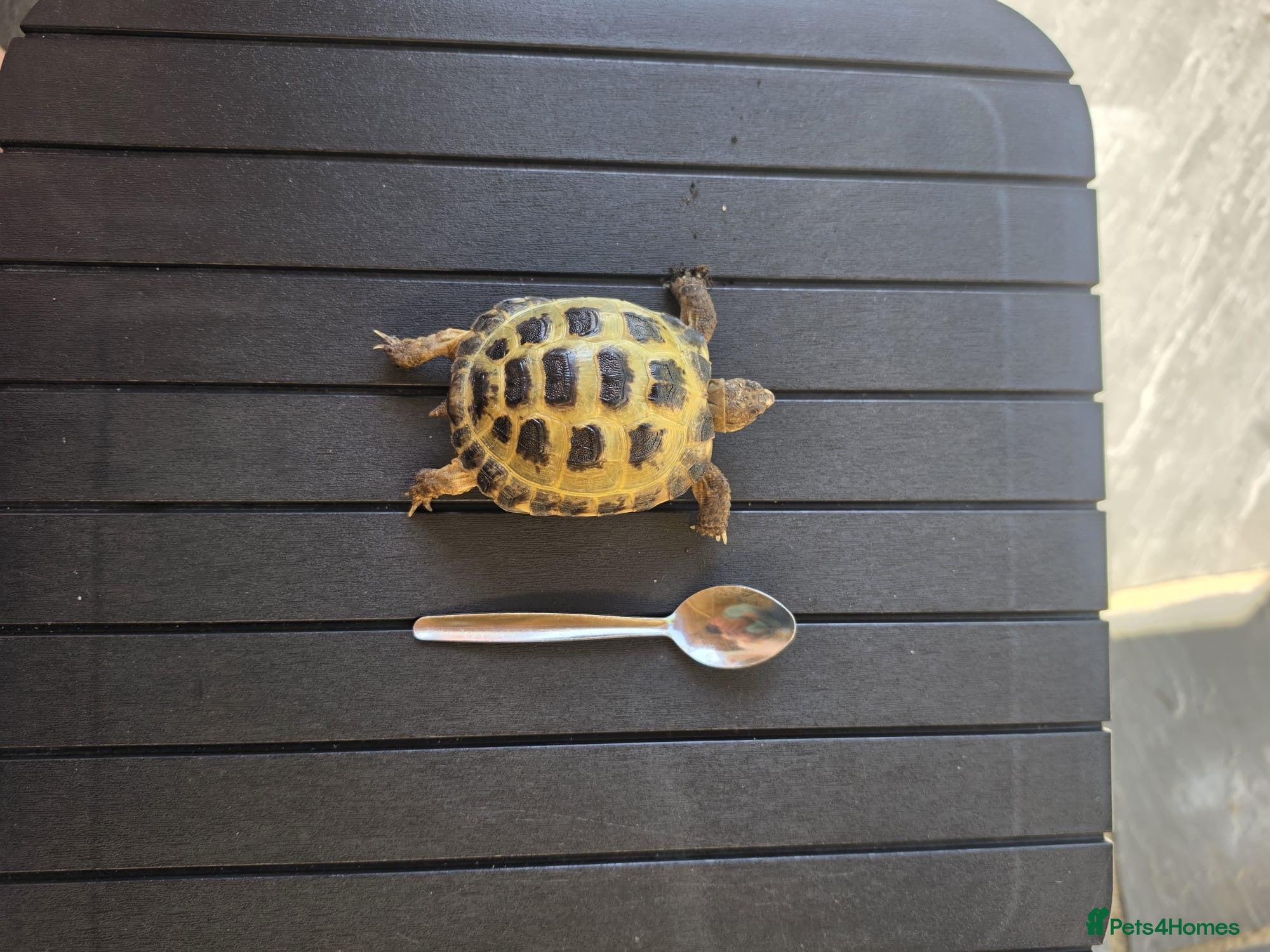 Tortoise reptiles Male? Horsfield Tortoise & Indoor set up Paid £350 - Advert 2