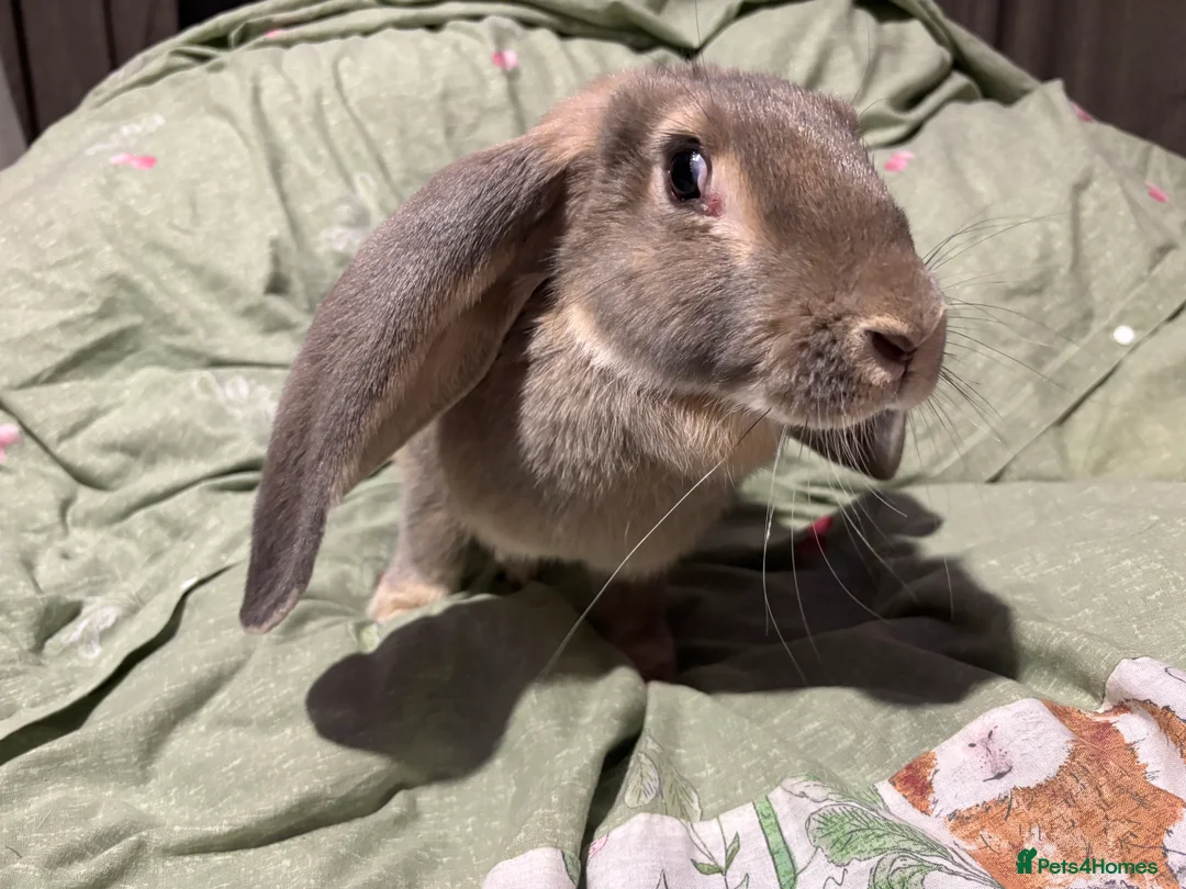 English Lop rabbits for sale: Female English lops  - Advert 14