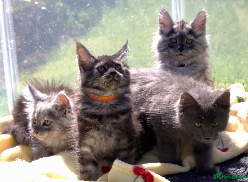 Maine Coon cats TICA Reg Black Smoke Maine Coon Kittens - Advert 1